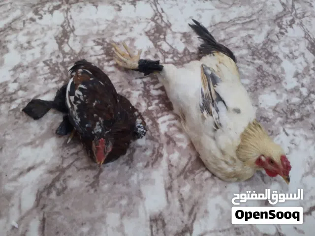 ديوجه عرب اثنيهم ب 20