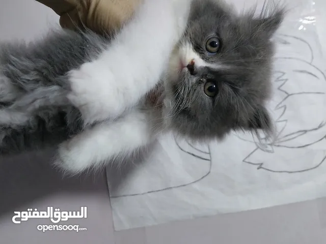 قطط للبيع عمر 60يوم