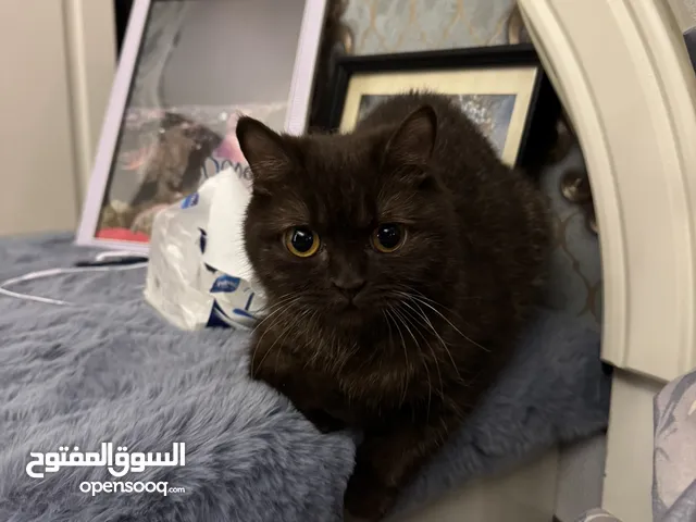 قطه مومباي سوداء الون