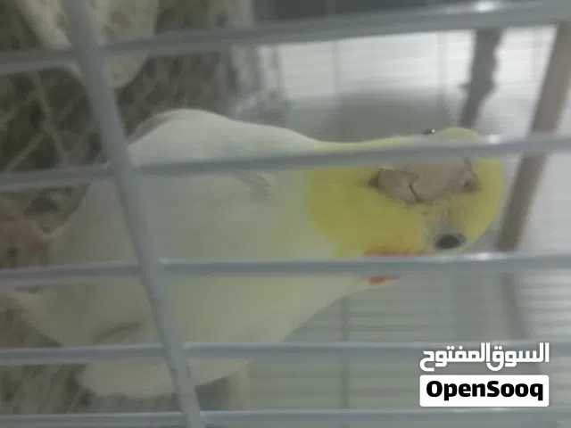 للبيع زوج كروان لاتيني