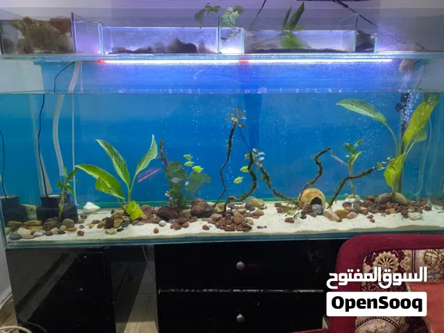 حوض سمك متر ونص للبدل على جواز عصافير أو ببغاء