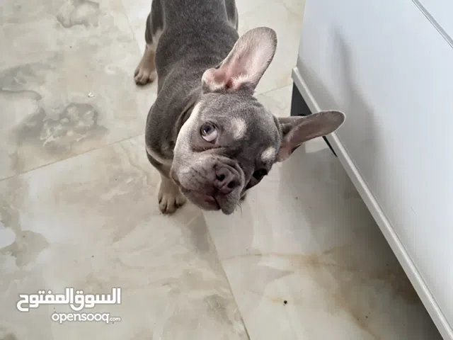 Bouledogue français, pu race, vaccin