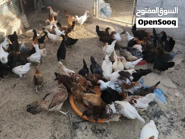 دجاج محلي العمر 3 شهور