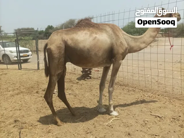 للبيع ناقه لحم سمين
