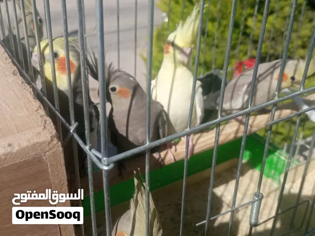 جوز كوكتيل مع اربع فراخ 70 وثلاث طيور من انتاجهم 40