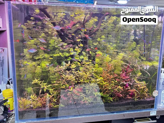حوض سمك زينه
