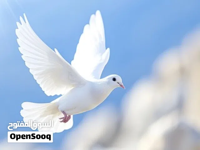 حمام البدل عالببغاء