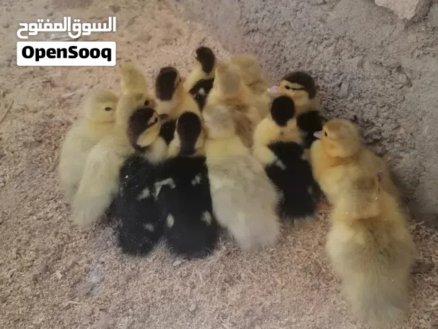 فروخ بط مصري للبيع