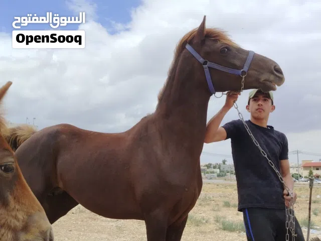 فرس للبيع معها مهره