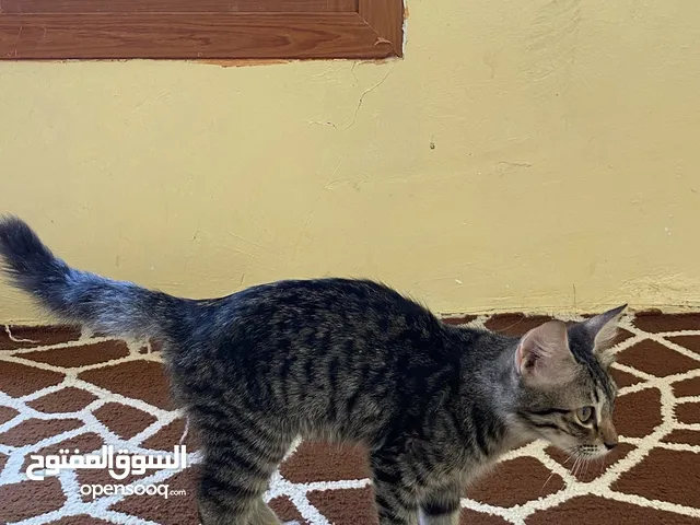 انثا عشار لايوجد طوصيل