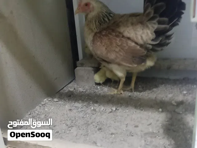 السلام عليكم دجاجة وياها كتاكيت 4 خط اول تجي وتشوف حته الابو عندي.  المكان التنومه شارع الدواجن.