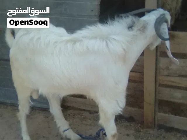 جدي مش مبدل