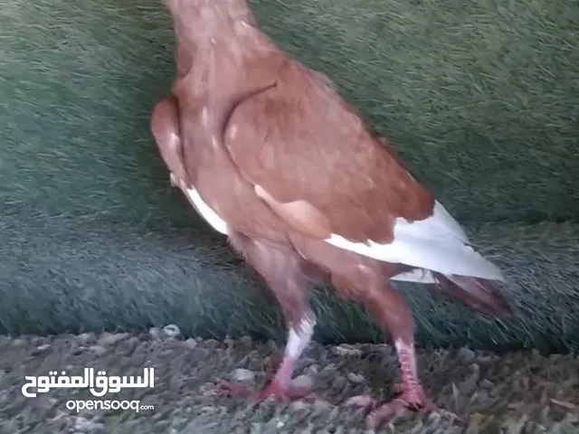 صلو على رسول الله.. تفاصيل بالصور