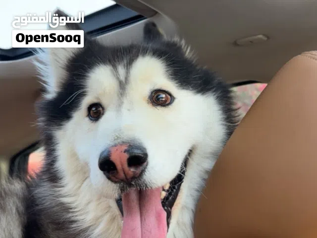 هاسكي مالموت ذكر