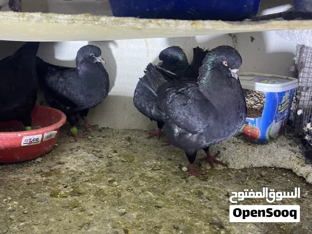 حمام لاحم و جاينت ومدينة للبيع