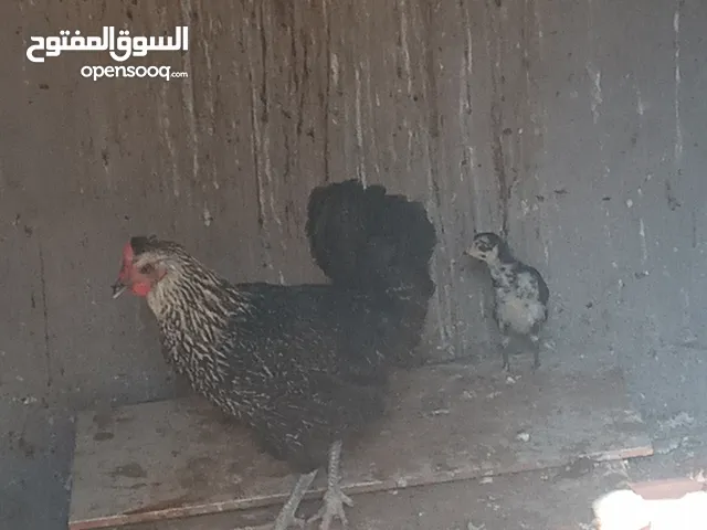 دحاج للبيع