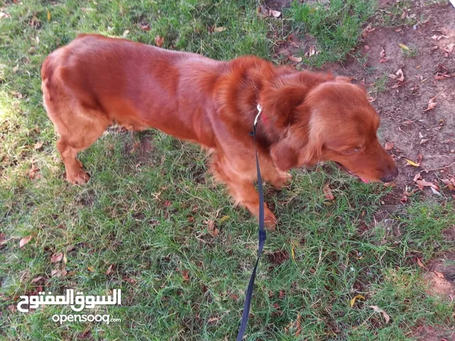 beautiful Golden Retriever 2 years male