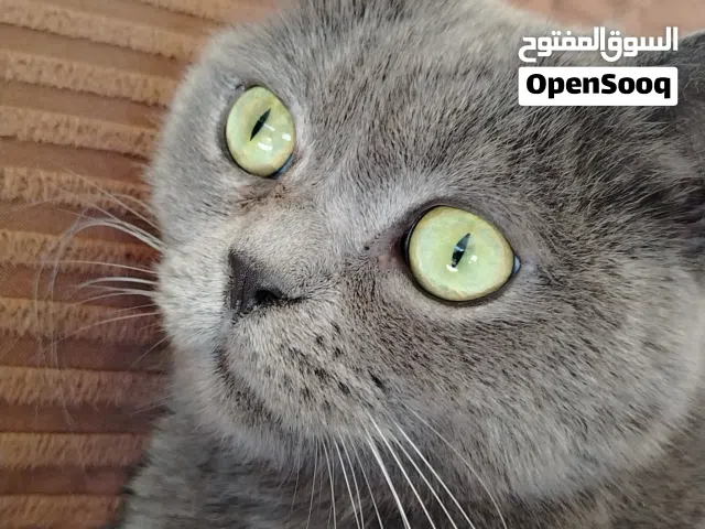 شكوتد فولد