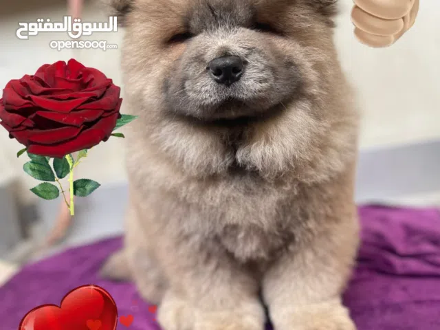 Chow chow playfull healthy