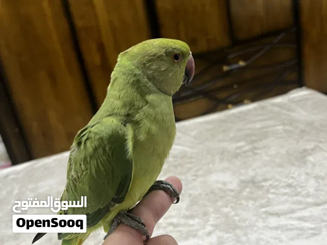ببغاء درة أليف ممتاز جدا
