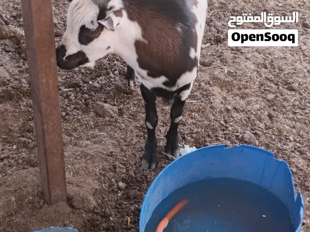 صخول قطريات زوج نثية وفحل نثية حامل الوصف