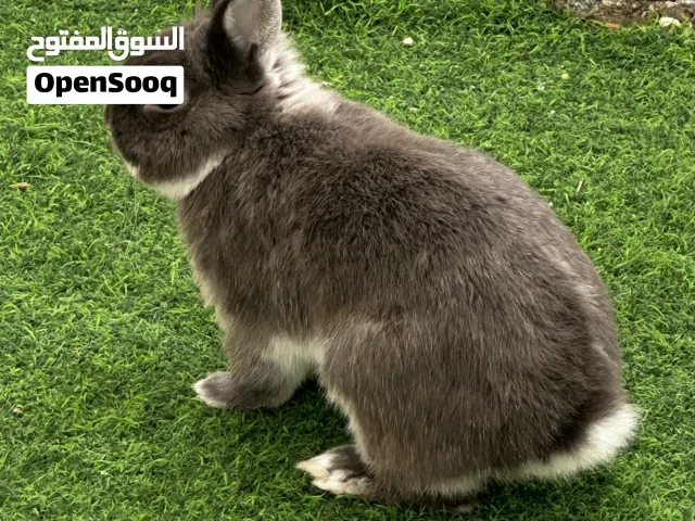 الأرنب القزم ذكر