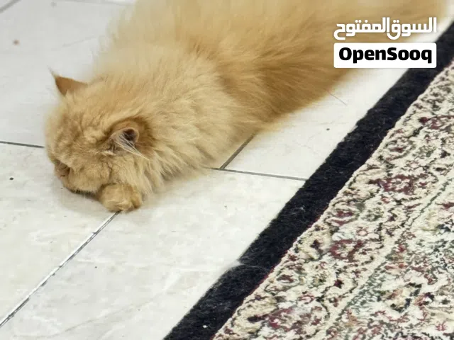 قطه للتزاوج