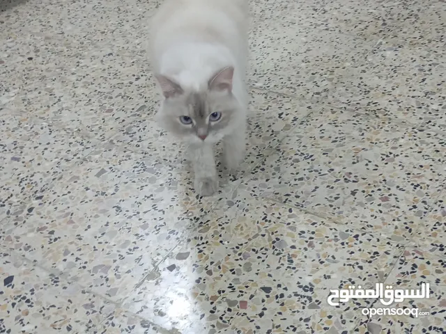قطة نثية نوع راغدول هادئة جدا احتماعية شعر كثيف قيم وخذ