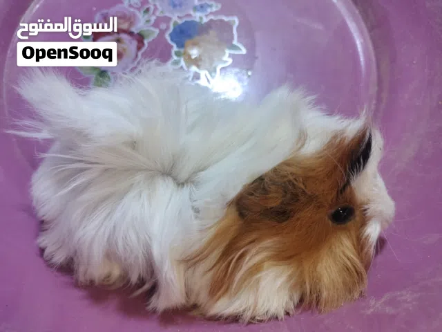 هامستر غنيا سوبر لوكس في حلوان كلمني واتس