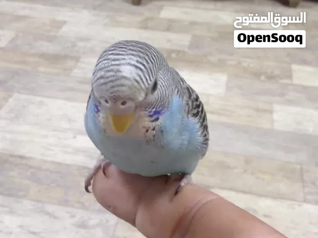 طير الحب اليف طينه
