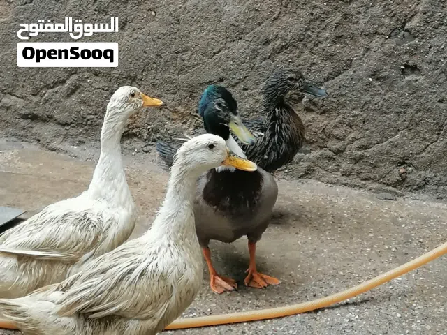 السلام عليكم ورحمه الله وبركاته بشوش اللبيع  نثايه 3 واحد ذكر بياضات