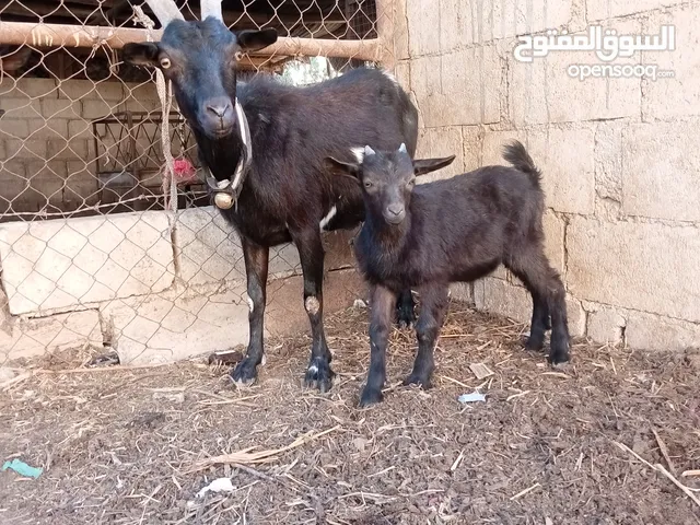 ثنية معزه البينو قزم معاهى جدي للبيع