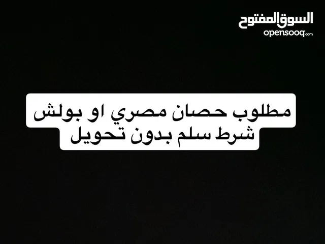 مطلوب حصان مصري او بولش للبيع بلدي شرط سلم