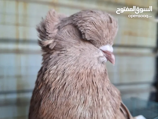 كنوز الطالقان