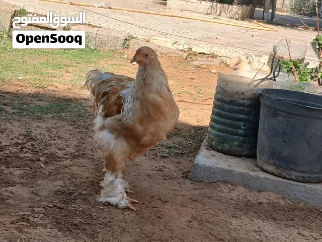 متوفر ديك ليموني موصفات الله يبارك اقراء الوصف