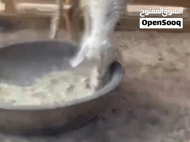 نعجة وطنية سنها جامع