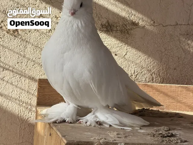 انثى بحريني صفاقي مستوى طيب