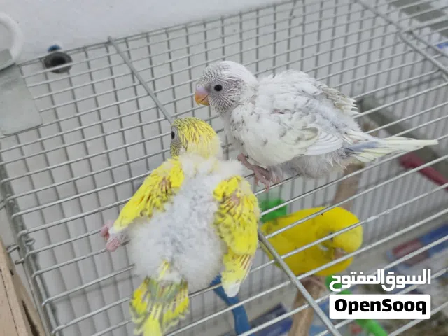 فروخ بادجى الفرخ
