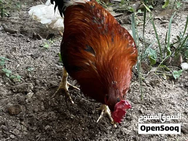 سلام عليكم اخوان ديج عرب اصلي للبيع اقره وصف