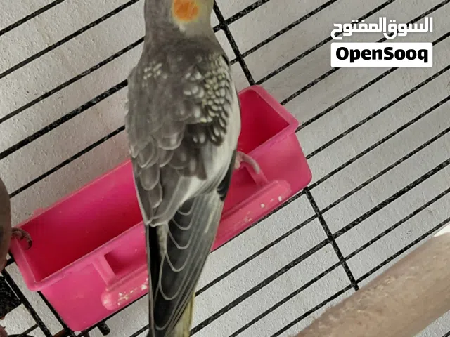 كوكتيل لبيع