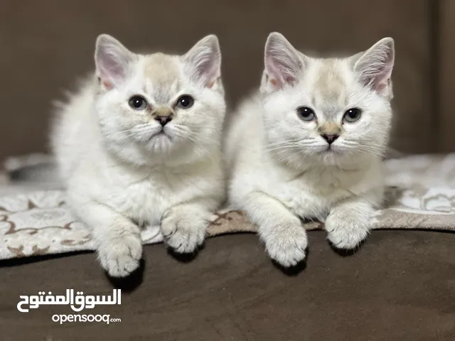 اناث جاهزين