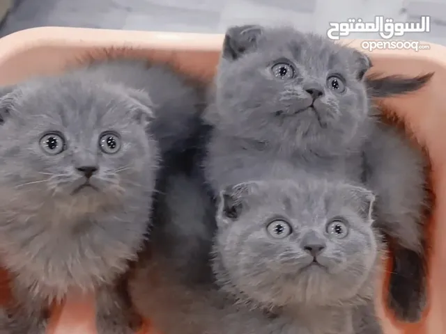 قطط سكوتش فولد شورت هير العمر 55 يوم بسعر ممتاز