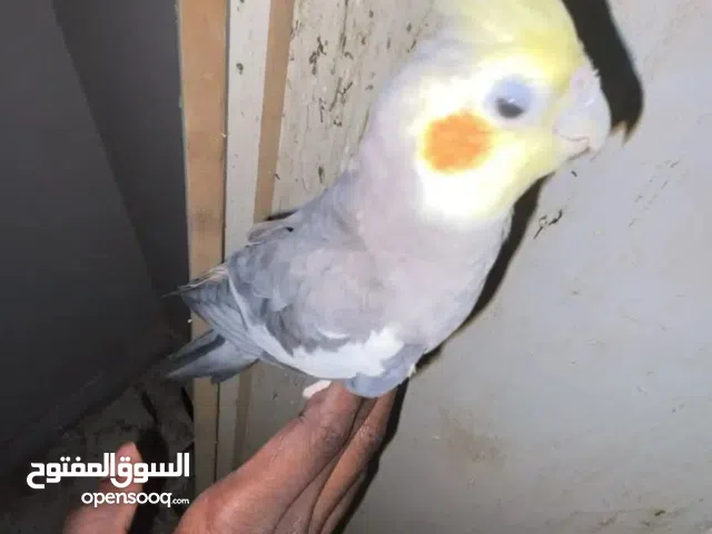 طير كروان واحد اليف اثاني خواف