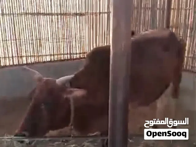 للبيع بقره عمانيه عشار في الشهر السابع قرب الثامن عمرها 7 سنوات تواصل واتساب فقط