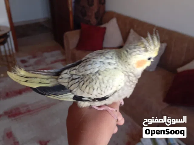 عصافير كوكتيل