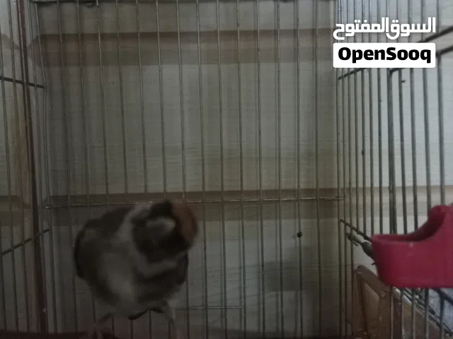 متاح ترابي عمر سنه حبه بصلاه عنبي