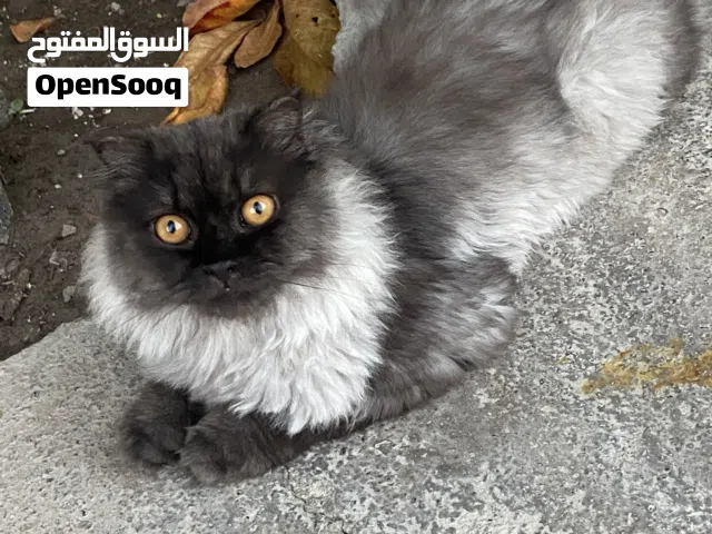 قط سكوتش أليف