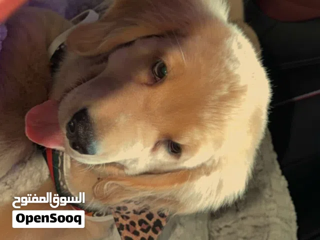 Golden retriever - Female