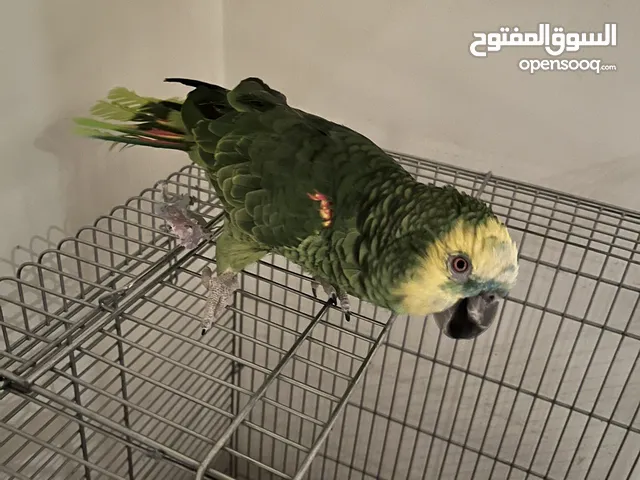 كاسكو امازوني للبيع