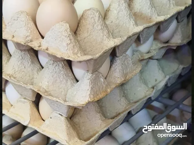للبيع بيض عماني مخصب صالح للتفقيس والاكل تجميع كل يوم